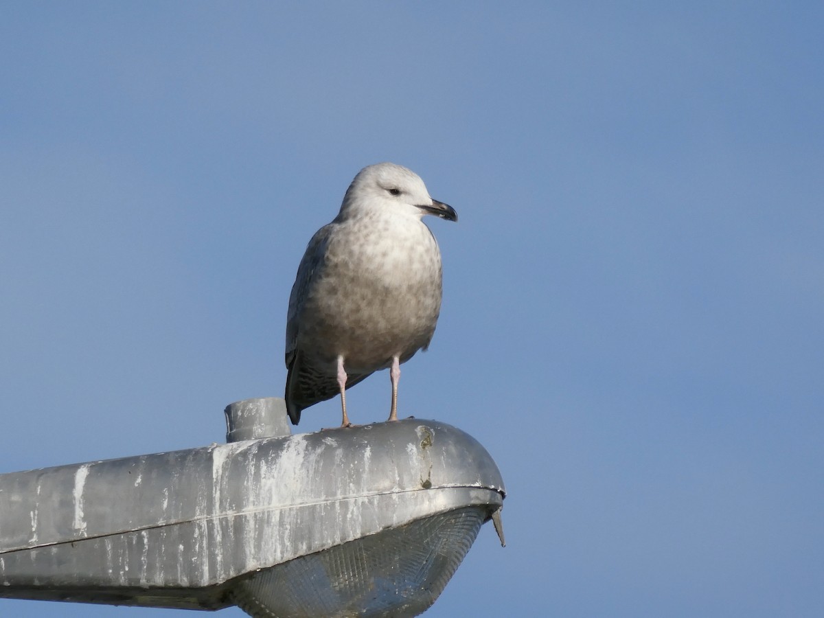 Herring Gull - ML611580569