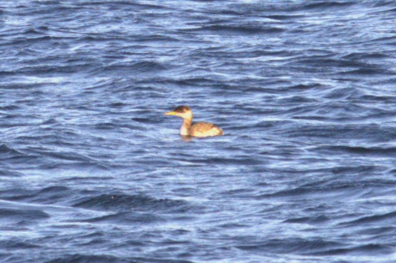 Red-necked Grebe - ML611580574