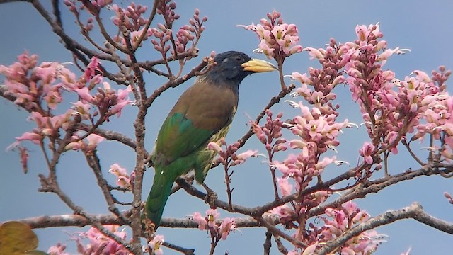 Büyük Barbet - ML611580648