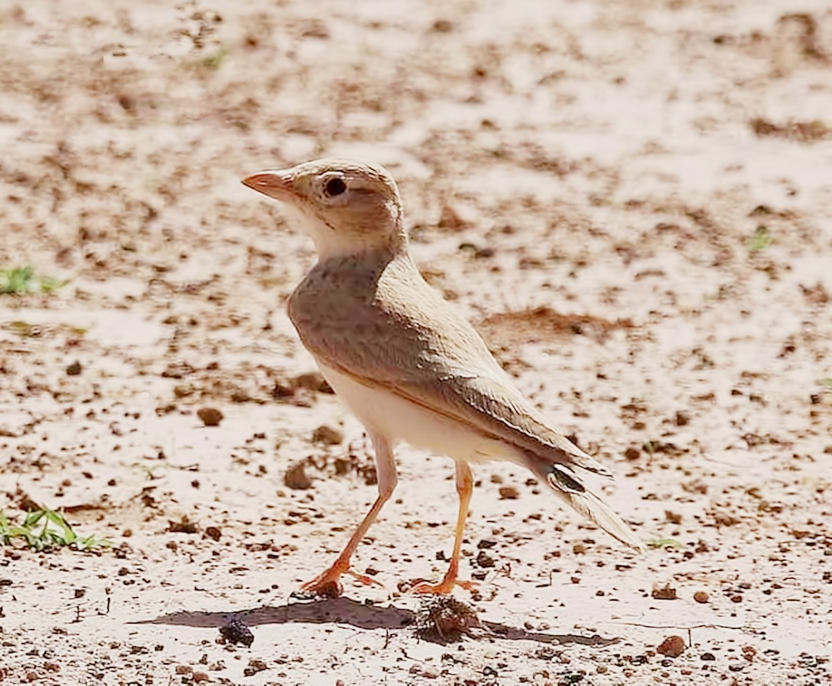 עפרוני סהרה - ML611580682