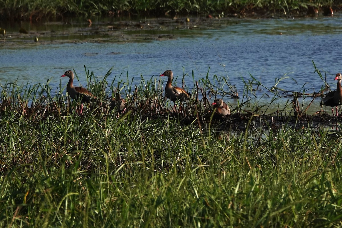 Black-bellied Whistling-Duck - ML611580765