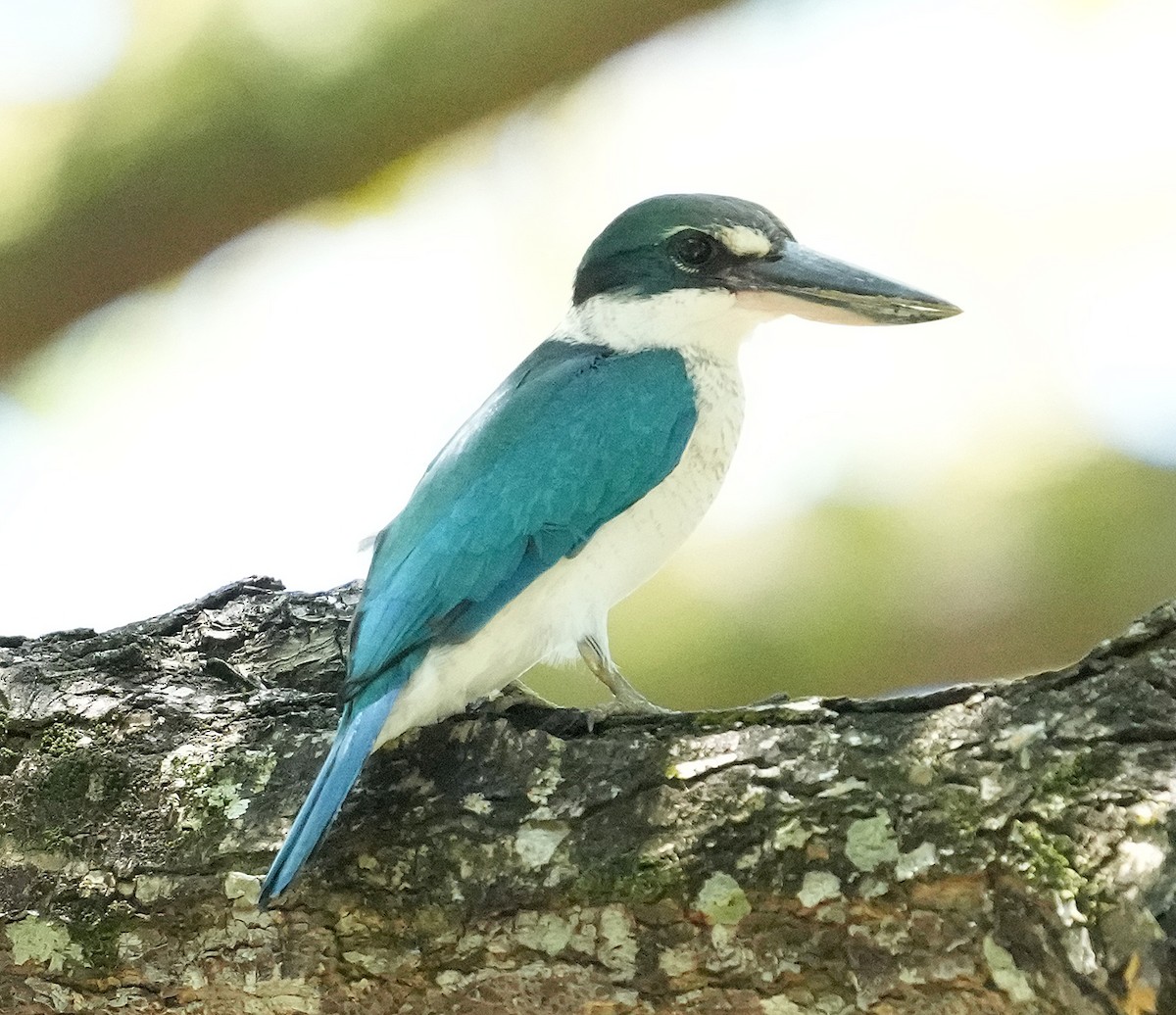 Collared Kingfisher - ML611580842