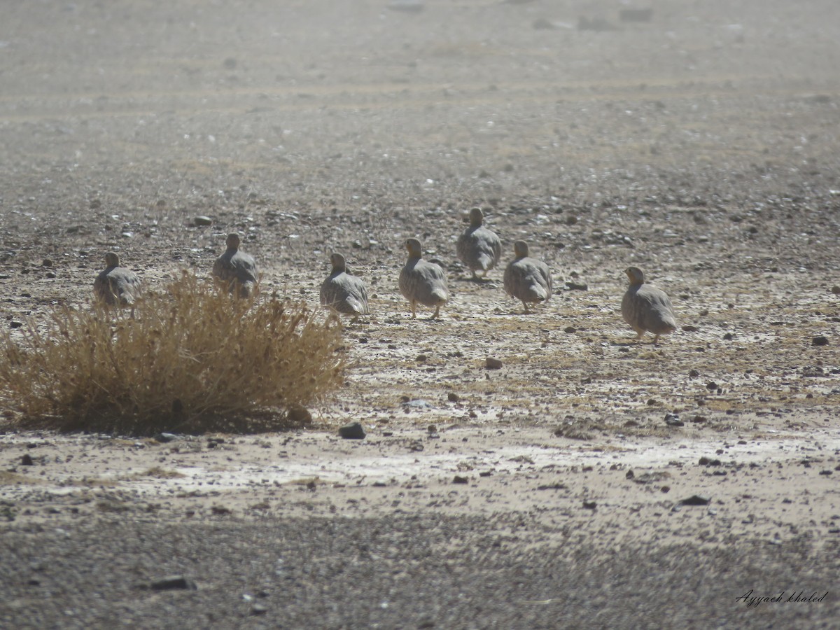 Crowned Sandgrouse - khaled Ayyach