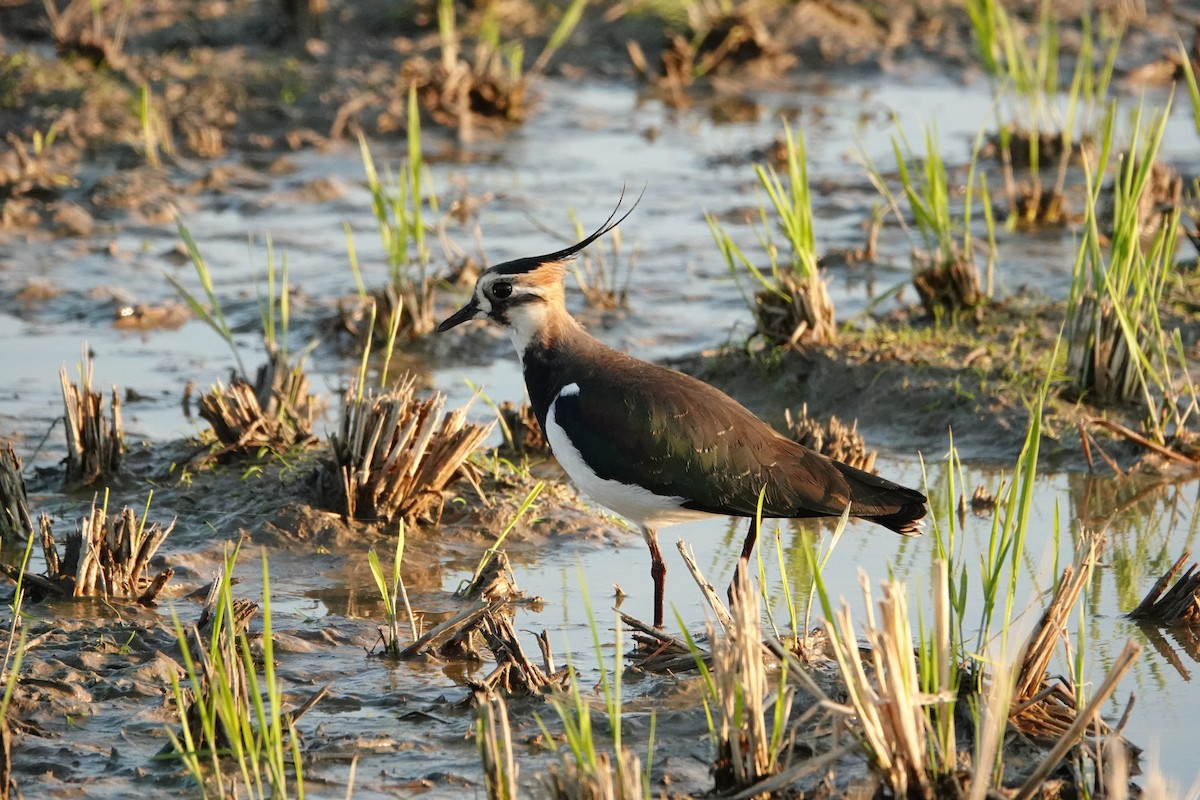 Northern Lapwing - ML611580902