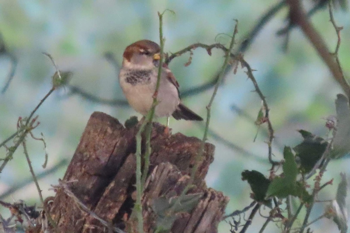 House Sparrow - ML611580912