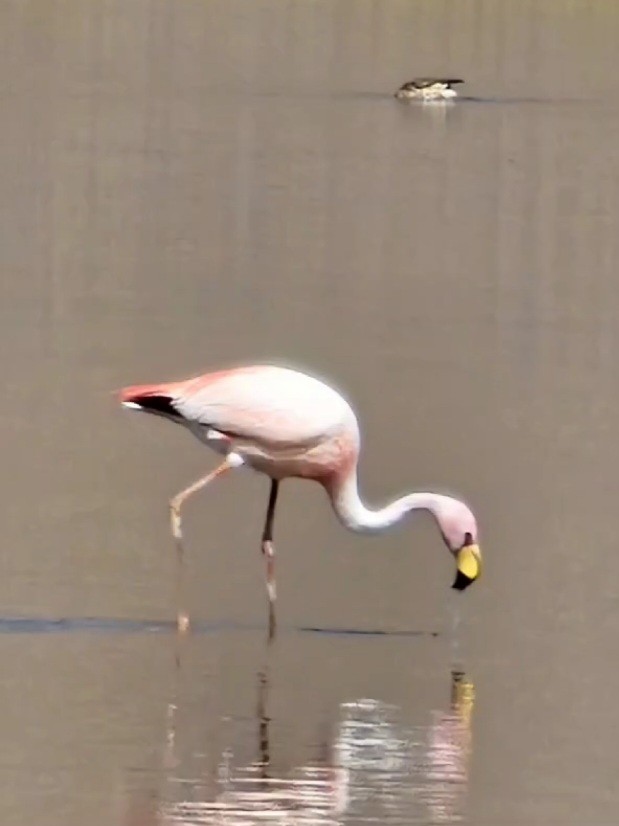 Jamesflamingo - ML611581027