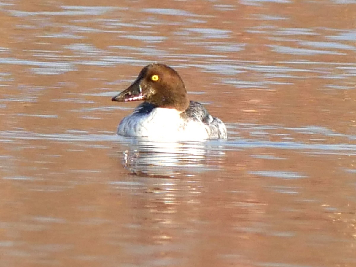 Common Goldeneye - ML611581057