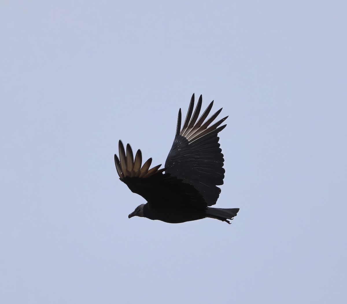 Black Vulture - Lori White