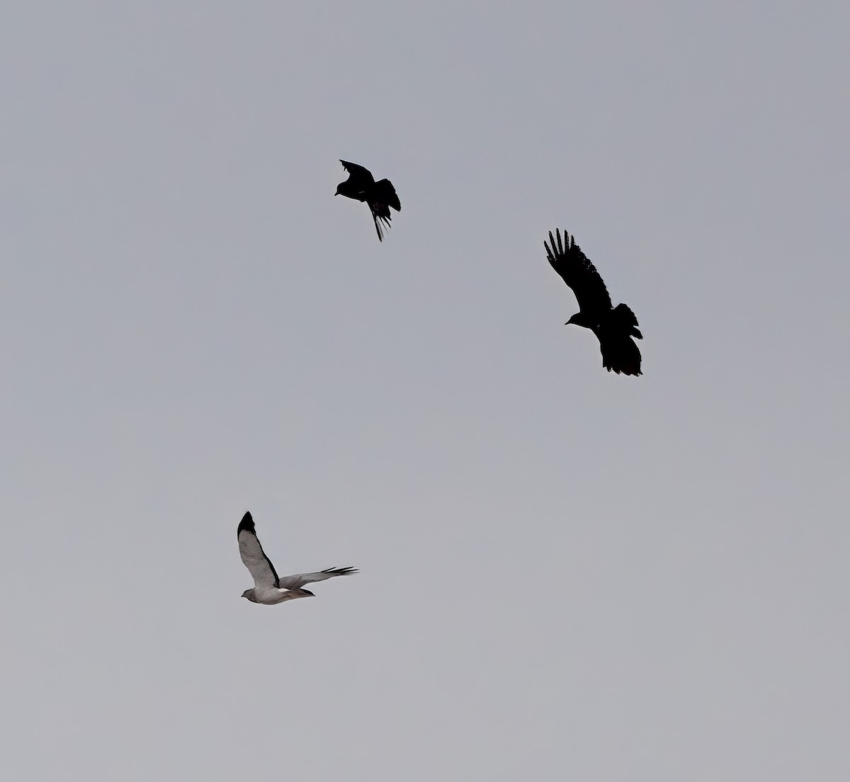 Northern Harrier - ML611581087