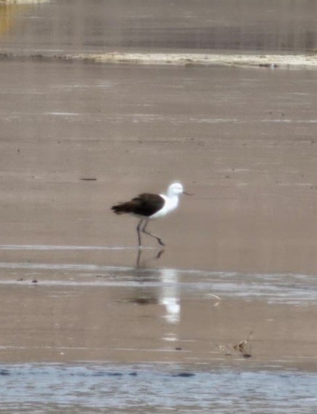 Andean Avocet - ML611581100