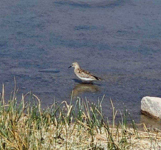 Baird's Sandpiper - ML611581112