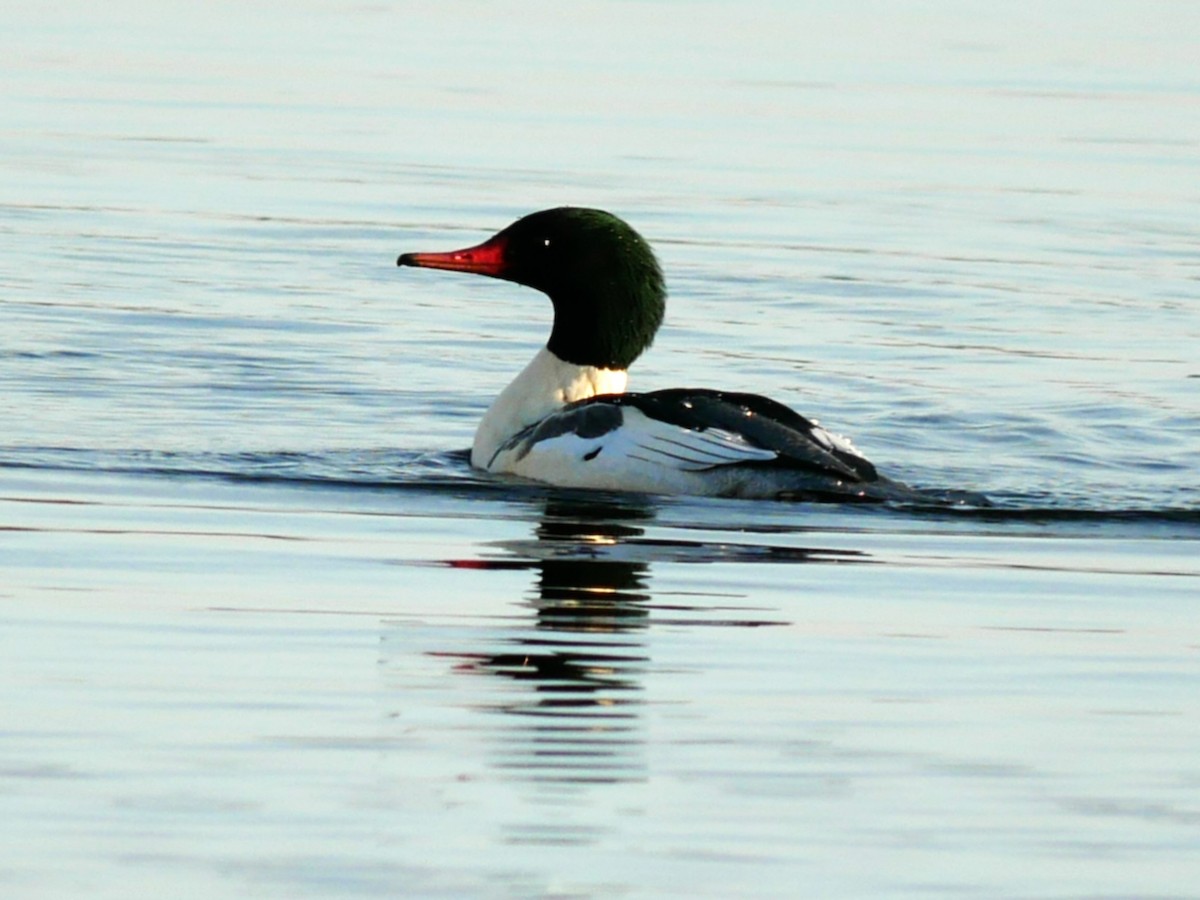 Common Merganser - ML611581113