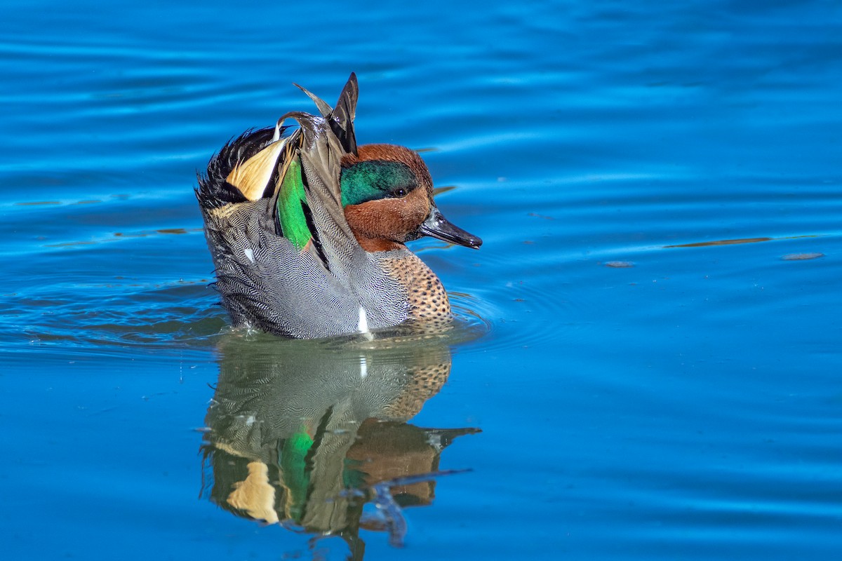 Green-winged Teal - ML611581122