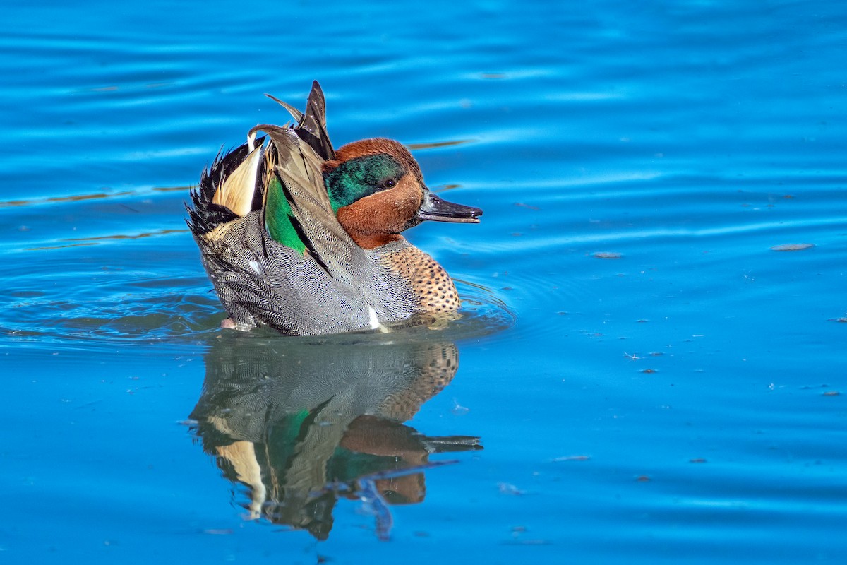 Green-winged Teal - ML611581123