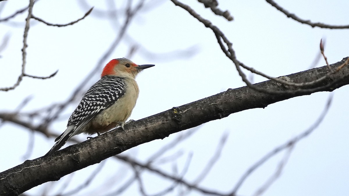 Red-bellied Woodpecker - ML611581131