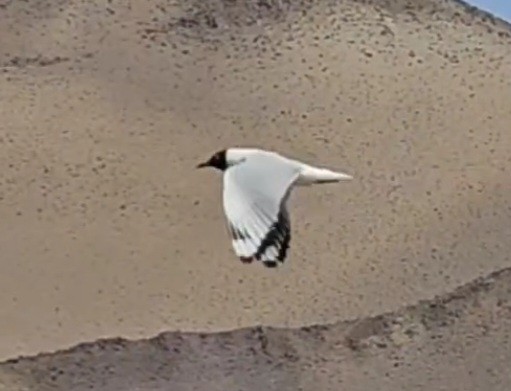 Andean Gull - Juli & Seba Baller