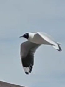 Andean Gull - Juli & Seba Baller