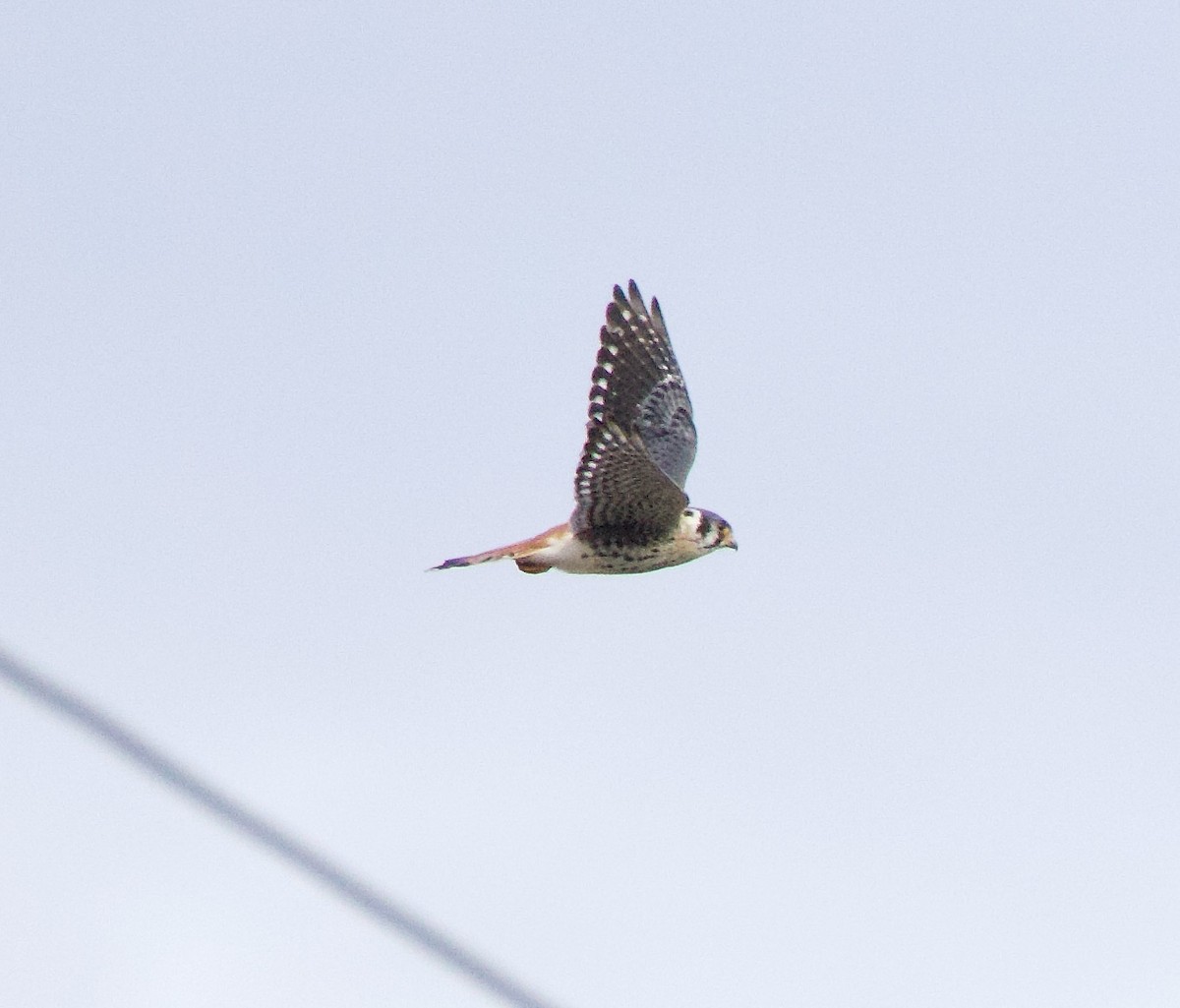 American Kestrel - ML611581205