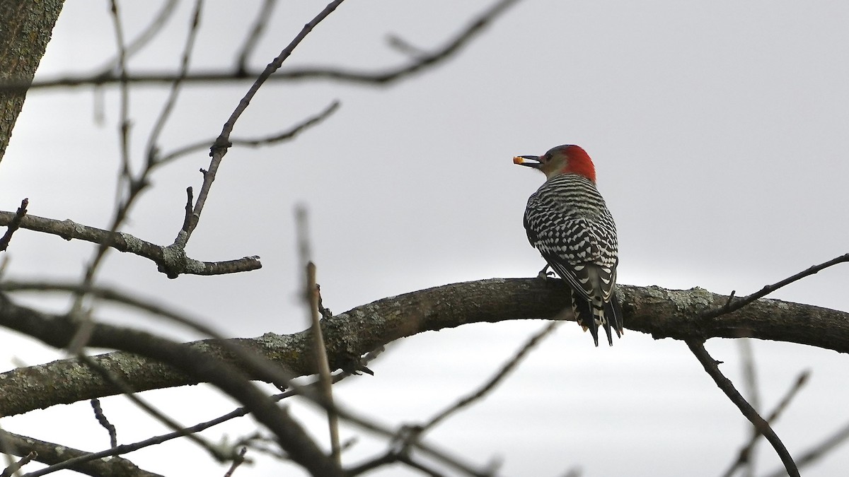Red-bellied Woodpecker - ML611581227