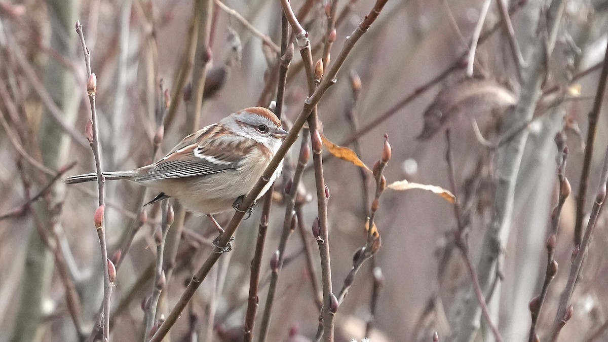 American Tree Sparrow - ML611581230