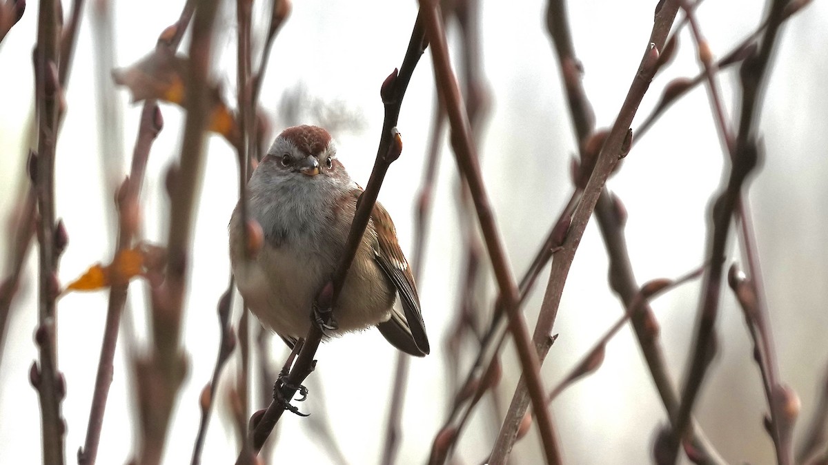 American Tree Sparrow - ML611581248