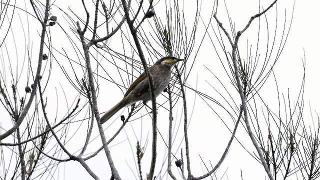 サザナミミツスイ - ML611581260