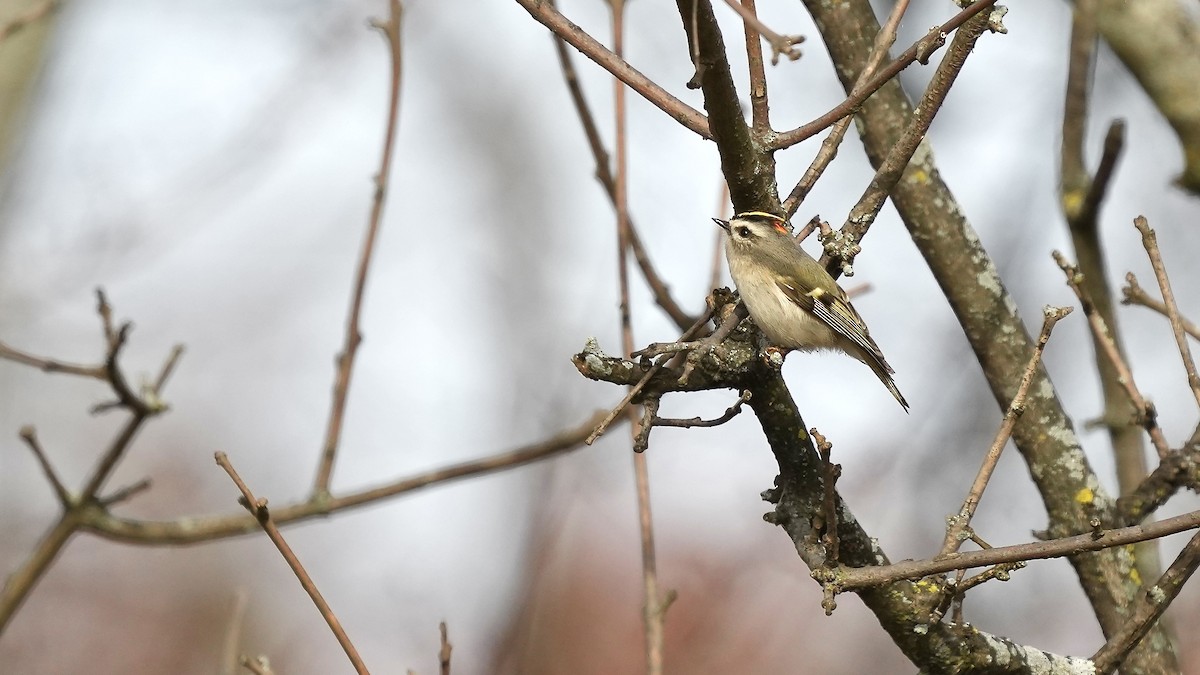 Golden-crowned Kinglet - ML611581279