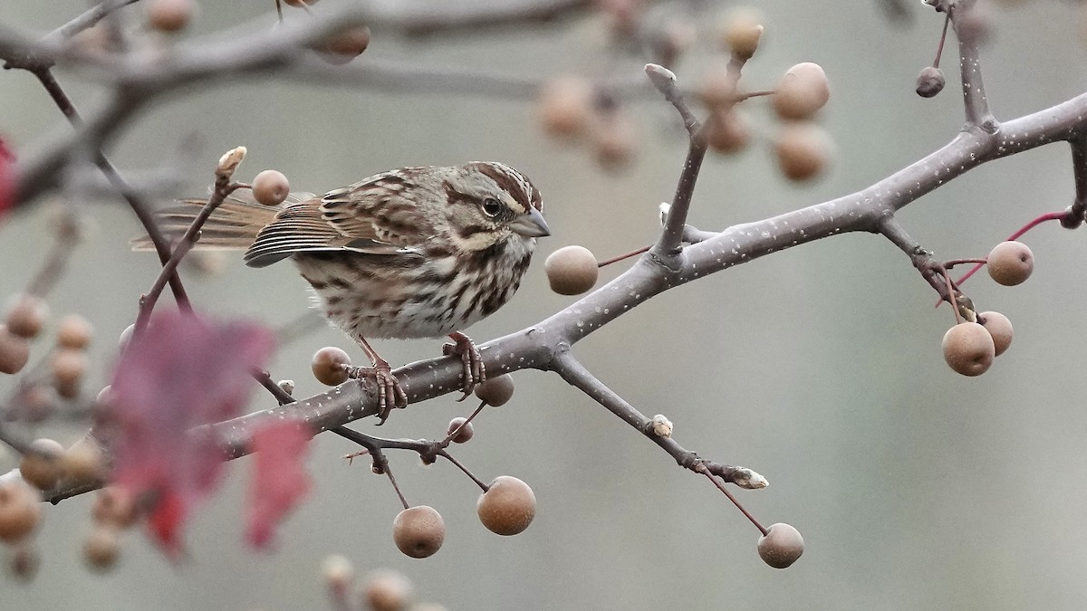 Song Sparrow - ML611581297