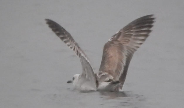 Caspian Gull - David Darrell-Lambert