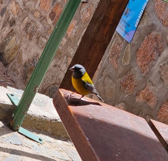 Gray-hooded Sierra Finch - ML611581410