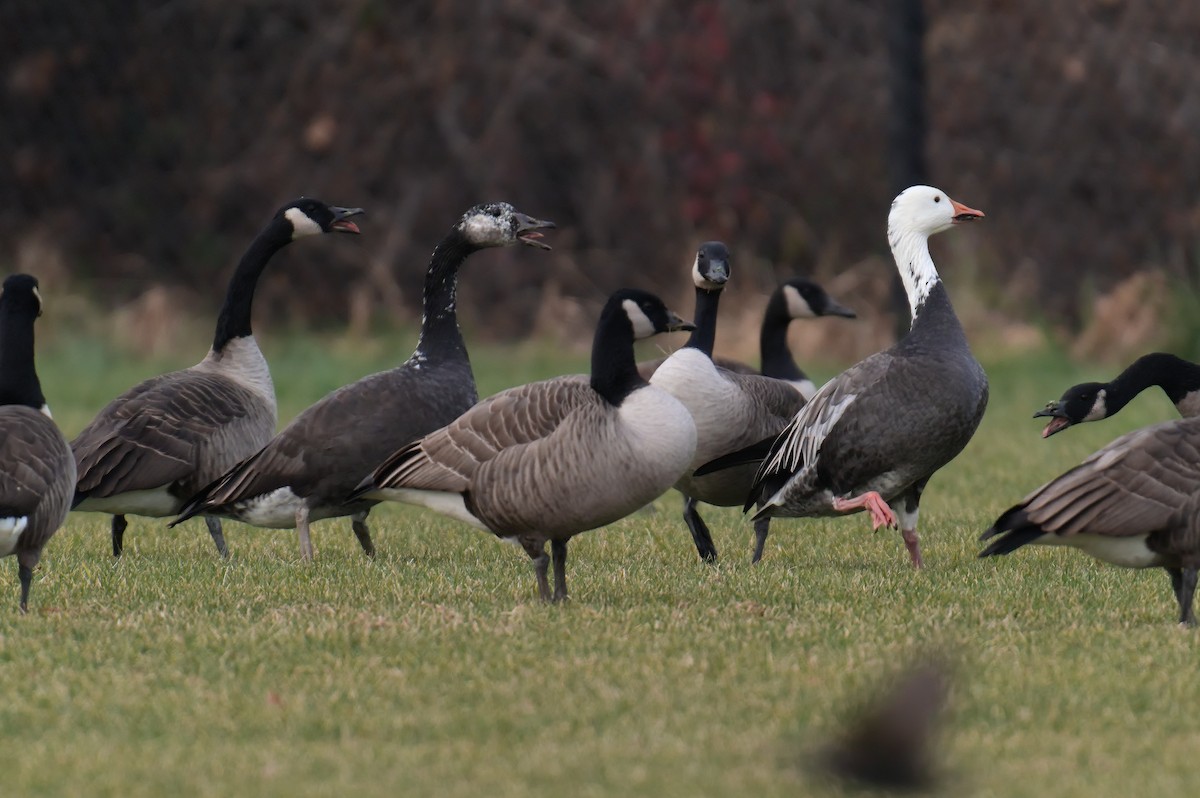 Snow Goose - ML611581413