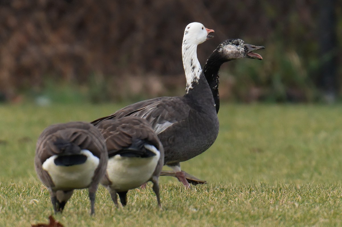 Snow x Canada Goose (hybrid) - ML611581416