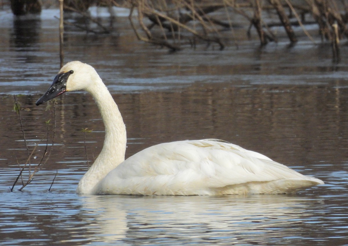 Trumpeter Swan - J. Kyron Hanson