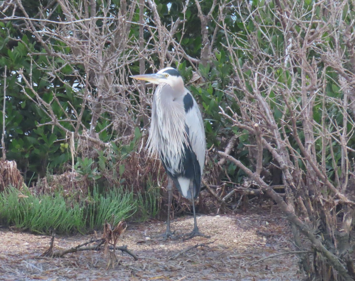 Great Blue Heron - ML611581498