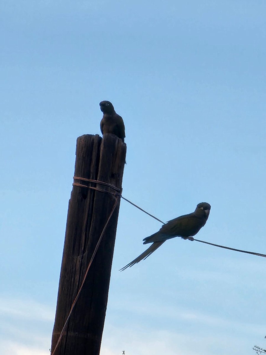 Conure de Patagonie - ML611581521