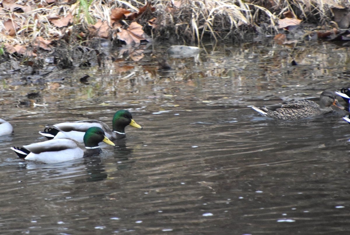 Canard colvert - ML611581542