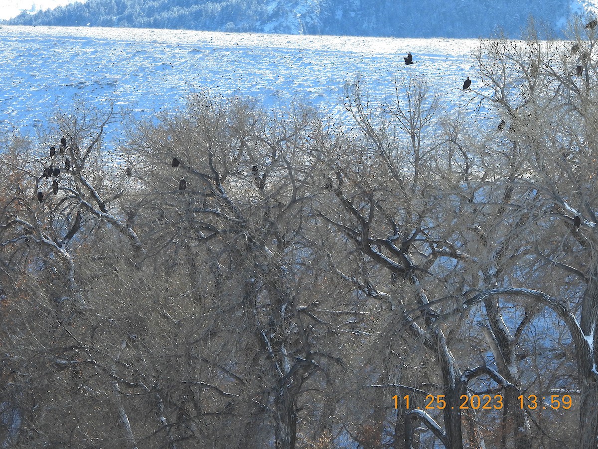 Bald Eagle - ML611581622