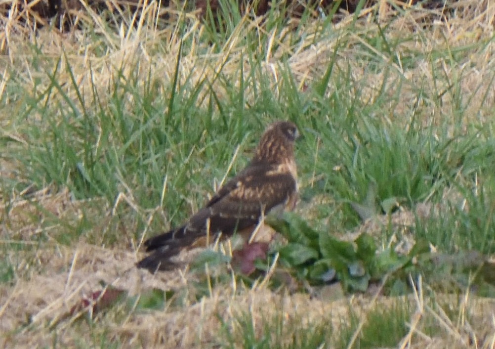 Northern Harrier - ML611581640