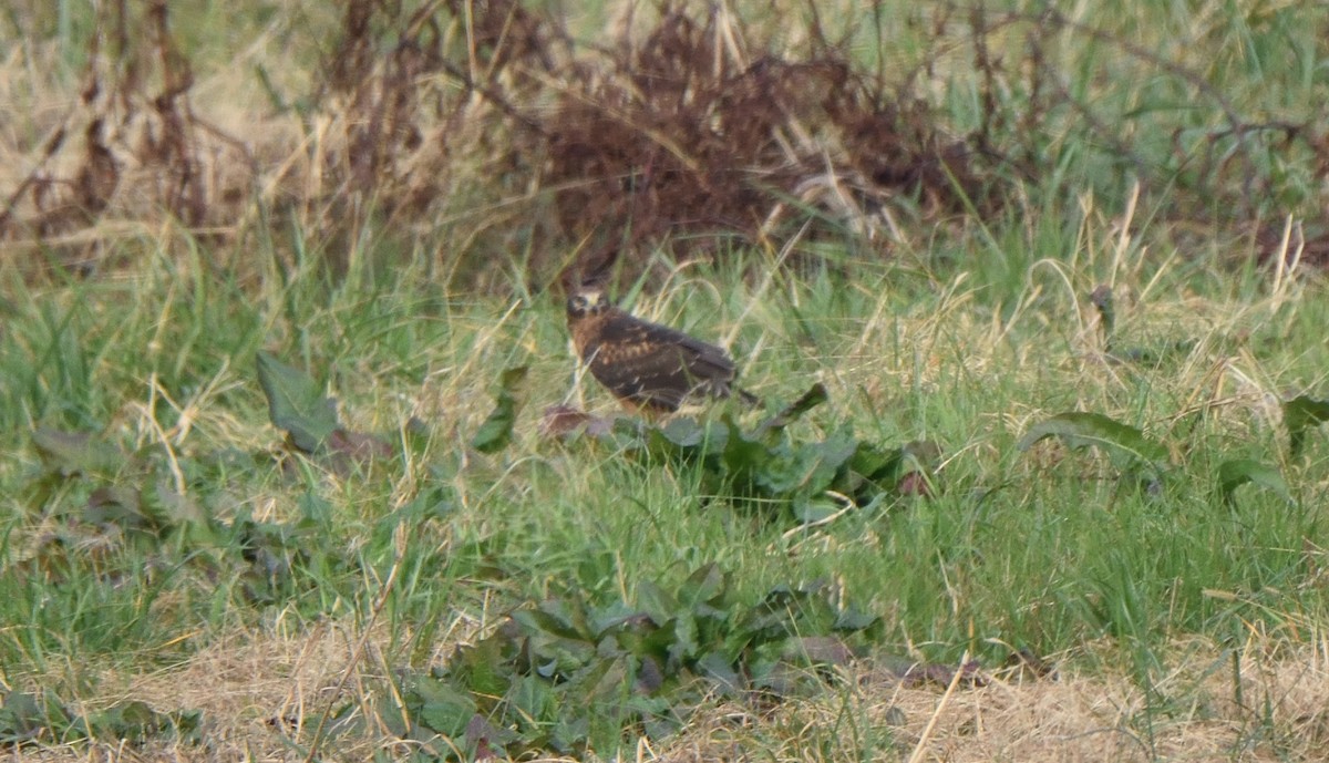 Northern Harrier - ML611581642