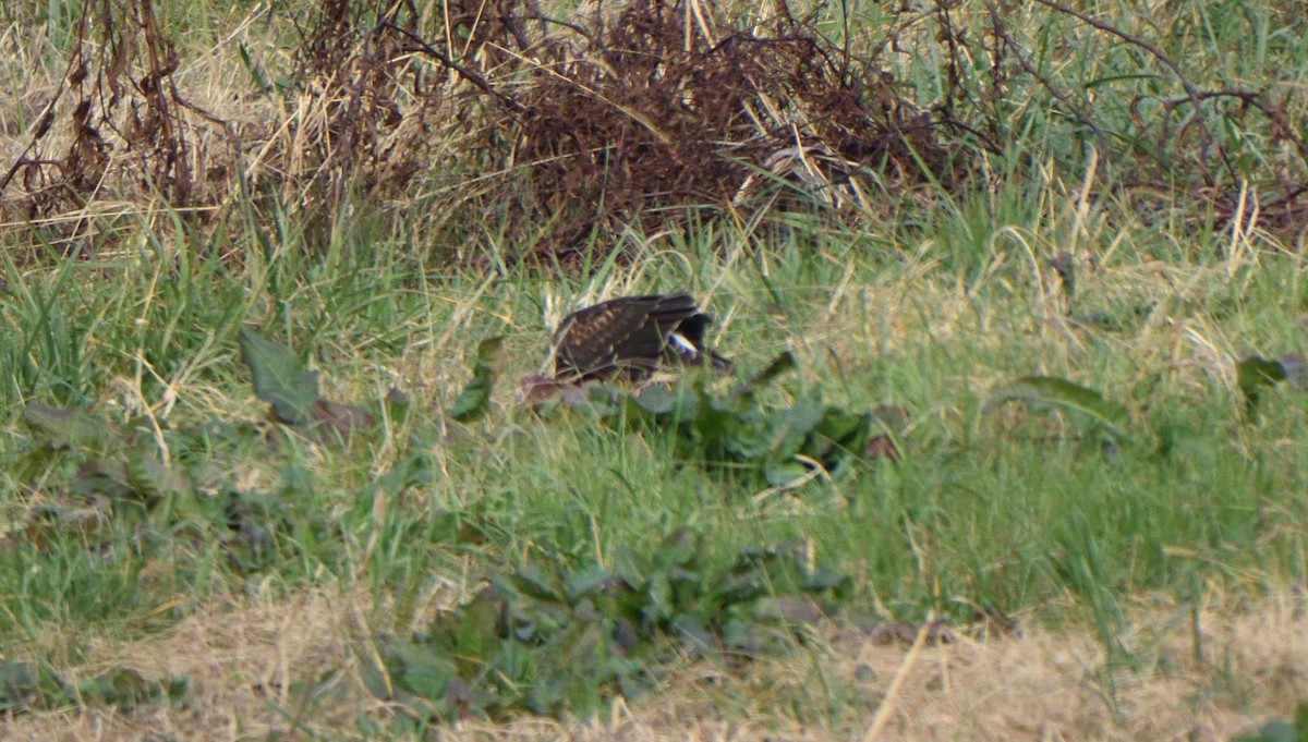 Northern Harrier - ML611581643