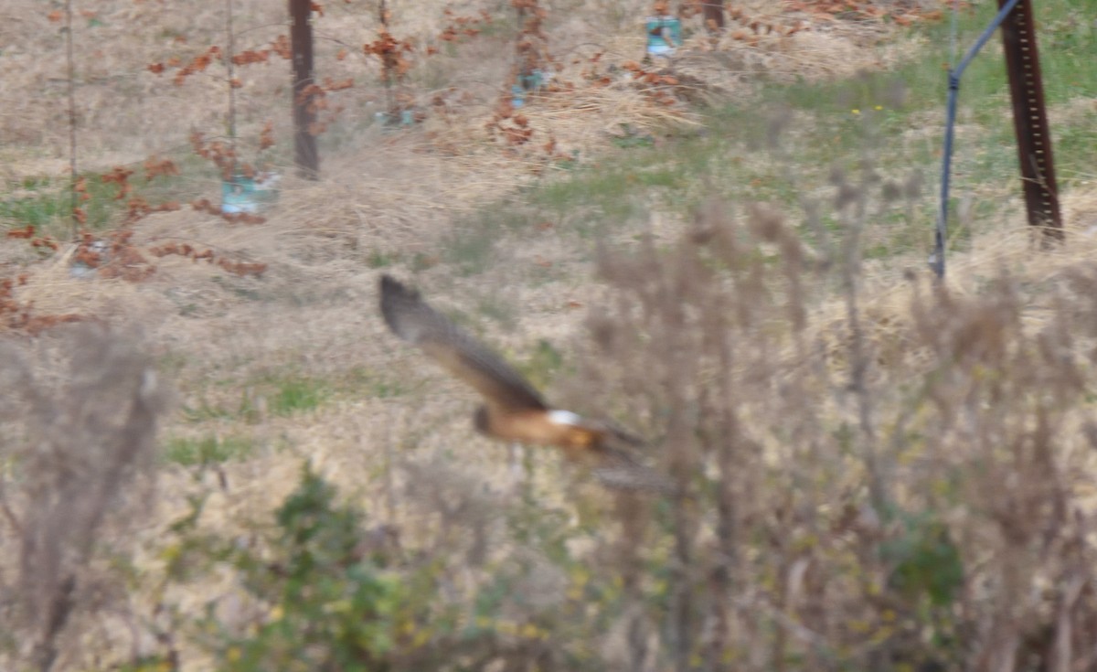 Northern Harrier - ML611581644