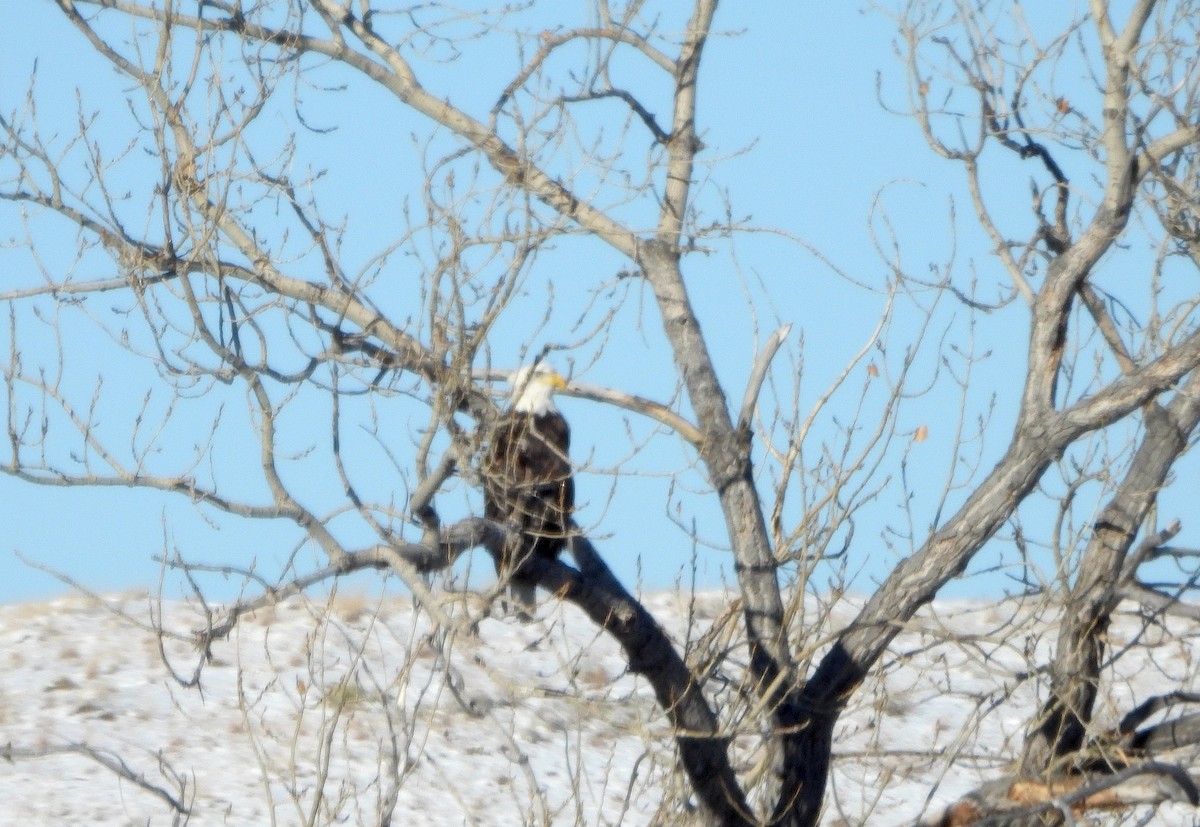 Bald Eagle - ML611581647