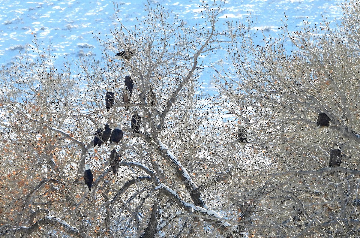 Bald Eagle - ML611581650