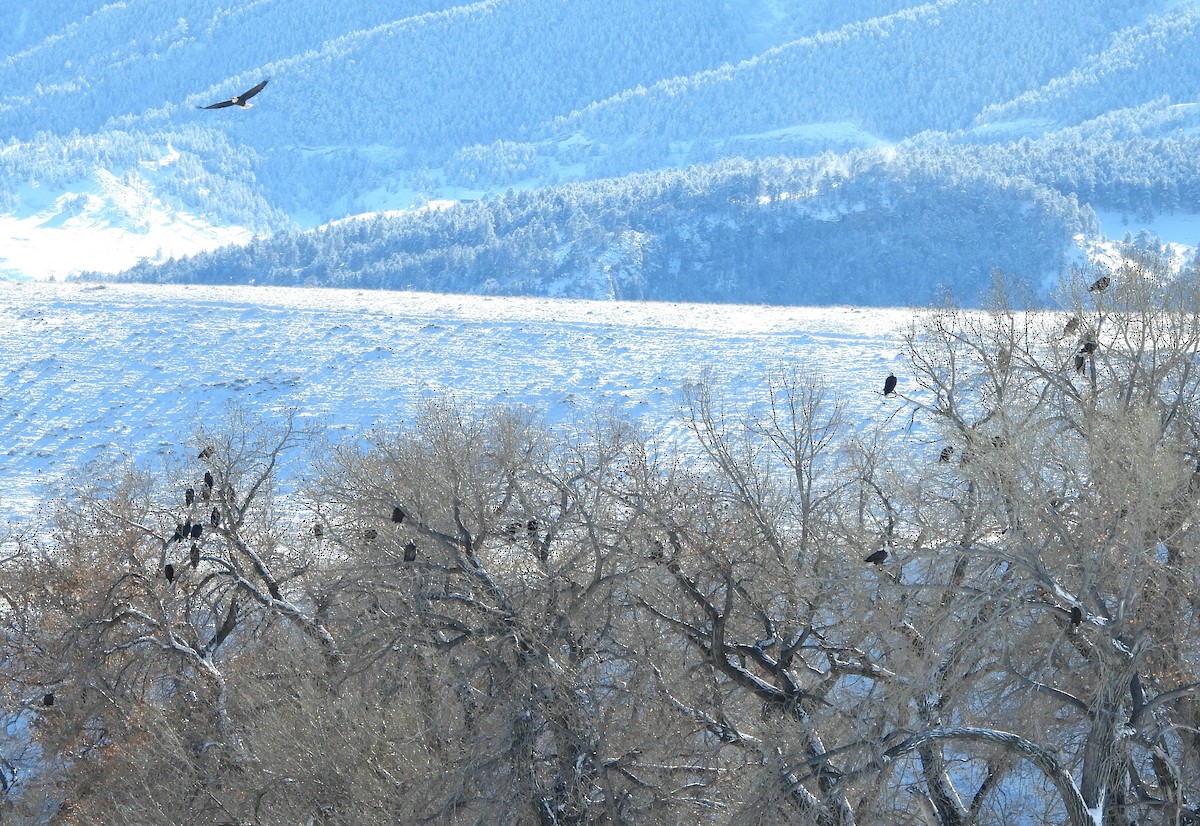 Bald Eagle - ML611581651