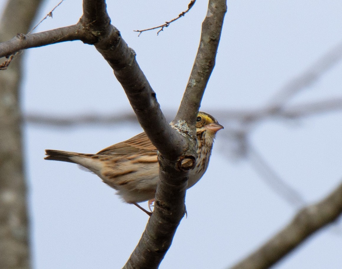 Savannah Sparrow - ML611581659