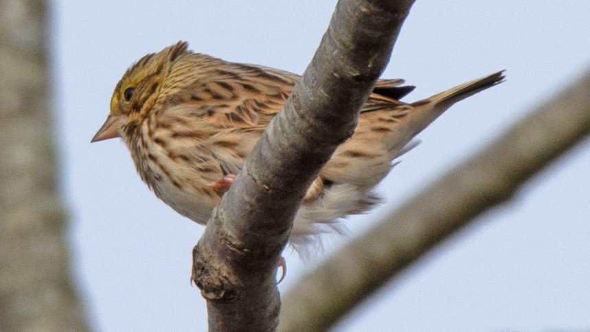 Savannah Sparrow - ML611581660