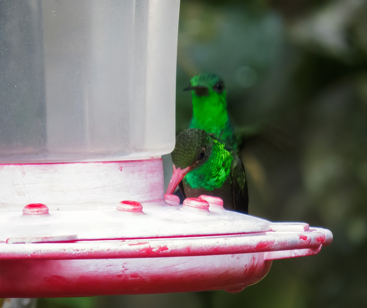 Rufous-tailed Hummingbird - Esteban Villa Restrepo