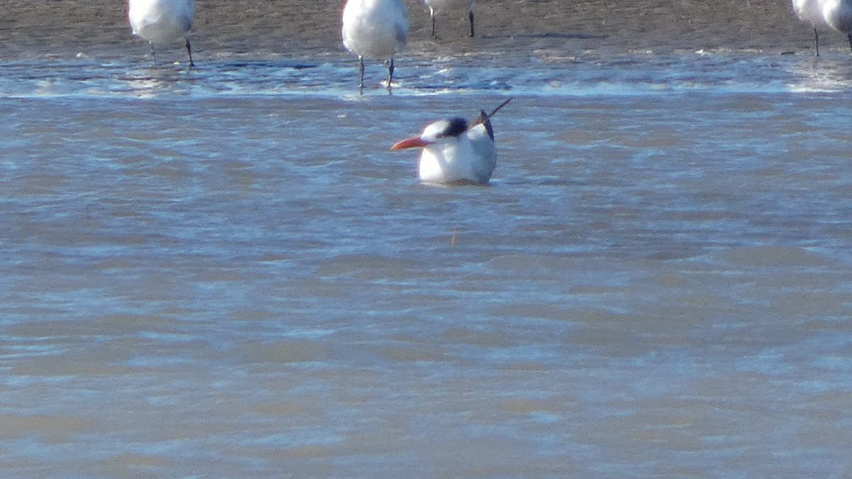 Royal Tern - Lynn Hollerman