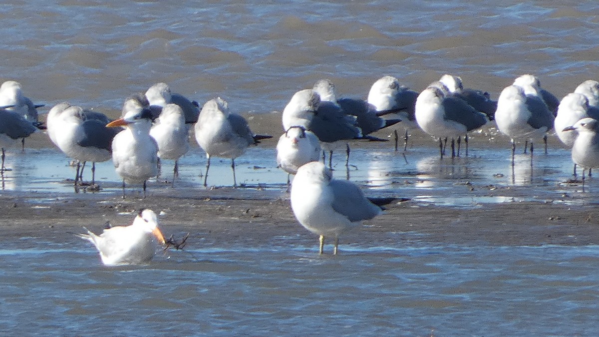 Royal Tern - ML611581786