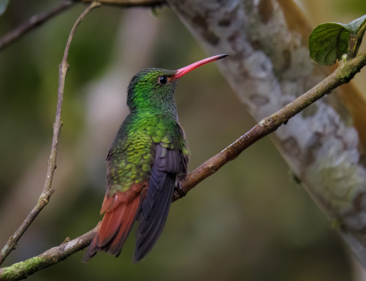 Rufous-tailed Hummingbird - Esteban Villa Restrepo